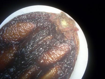 risalire almeno alla famiglia dalla bacca...